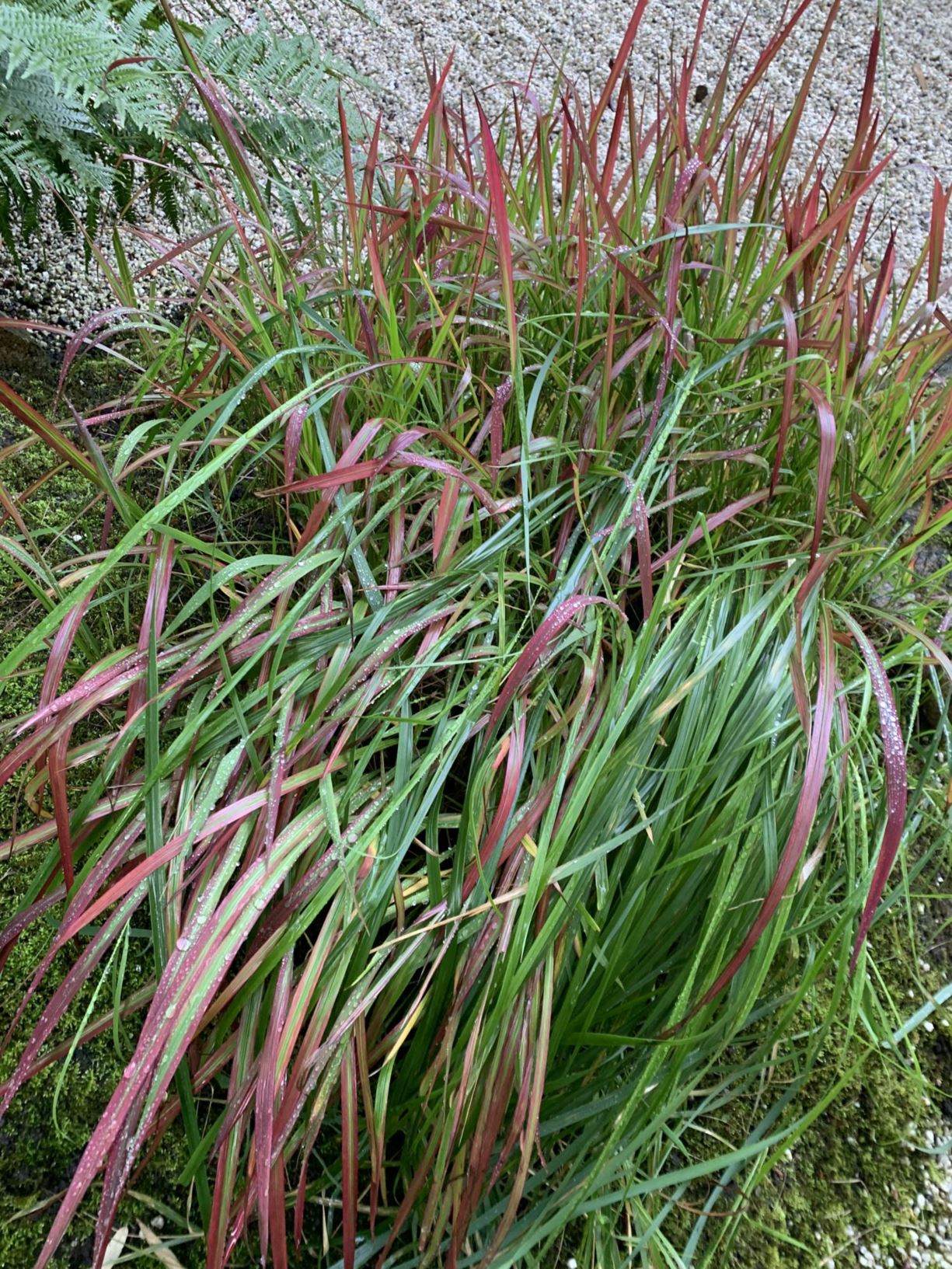 Imperata cylindrica - Japans bloedgras, Japanese blood grass, kunai grass, フシゲ チガヤ fushige chigaya