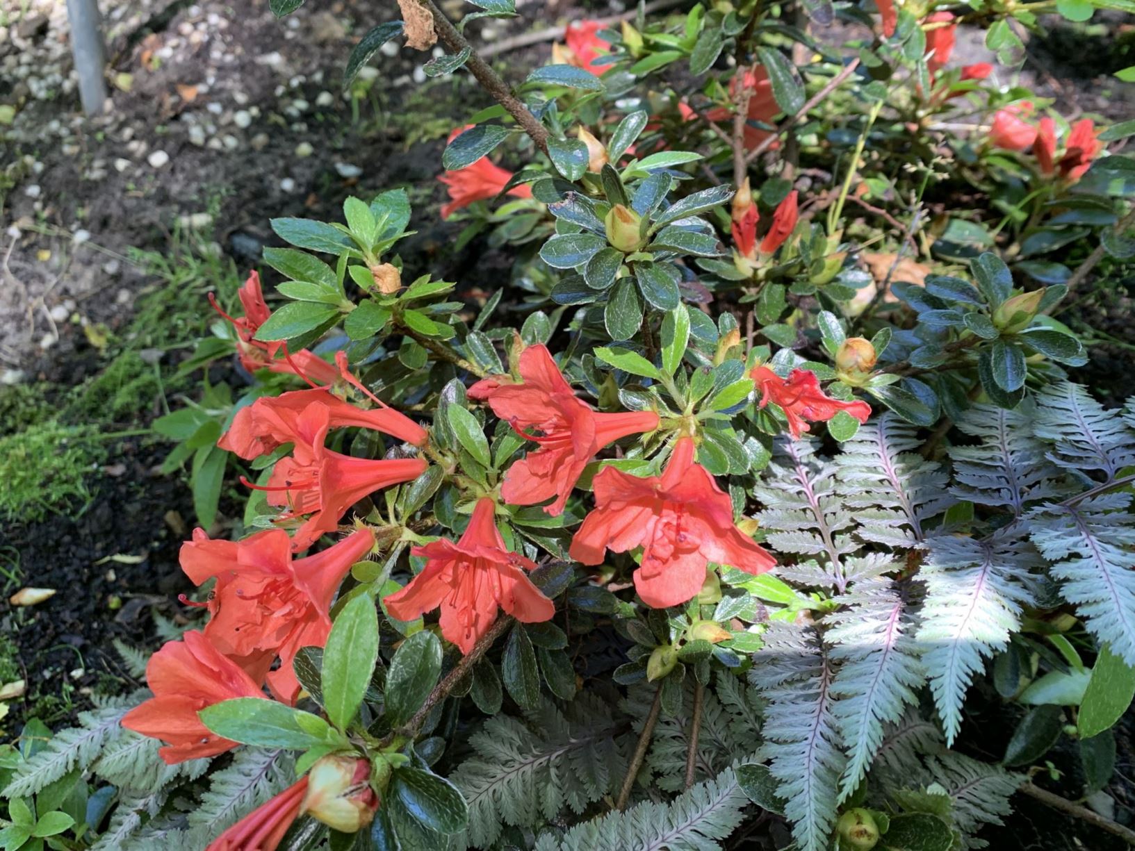 Rhododendron nakaharae 'Joseph Hill'