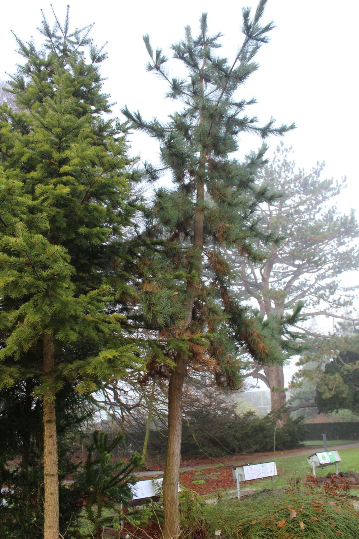 Pinus thunbergii - Japanse zwarte den, Japanese black pine, クロマツ kuro-matsu, 곰솔 gom sol