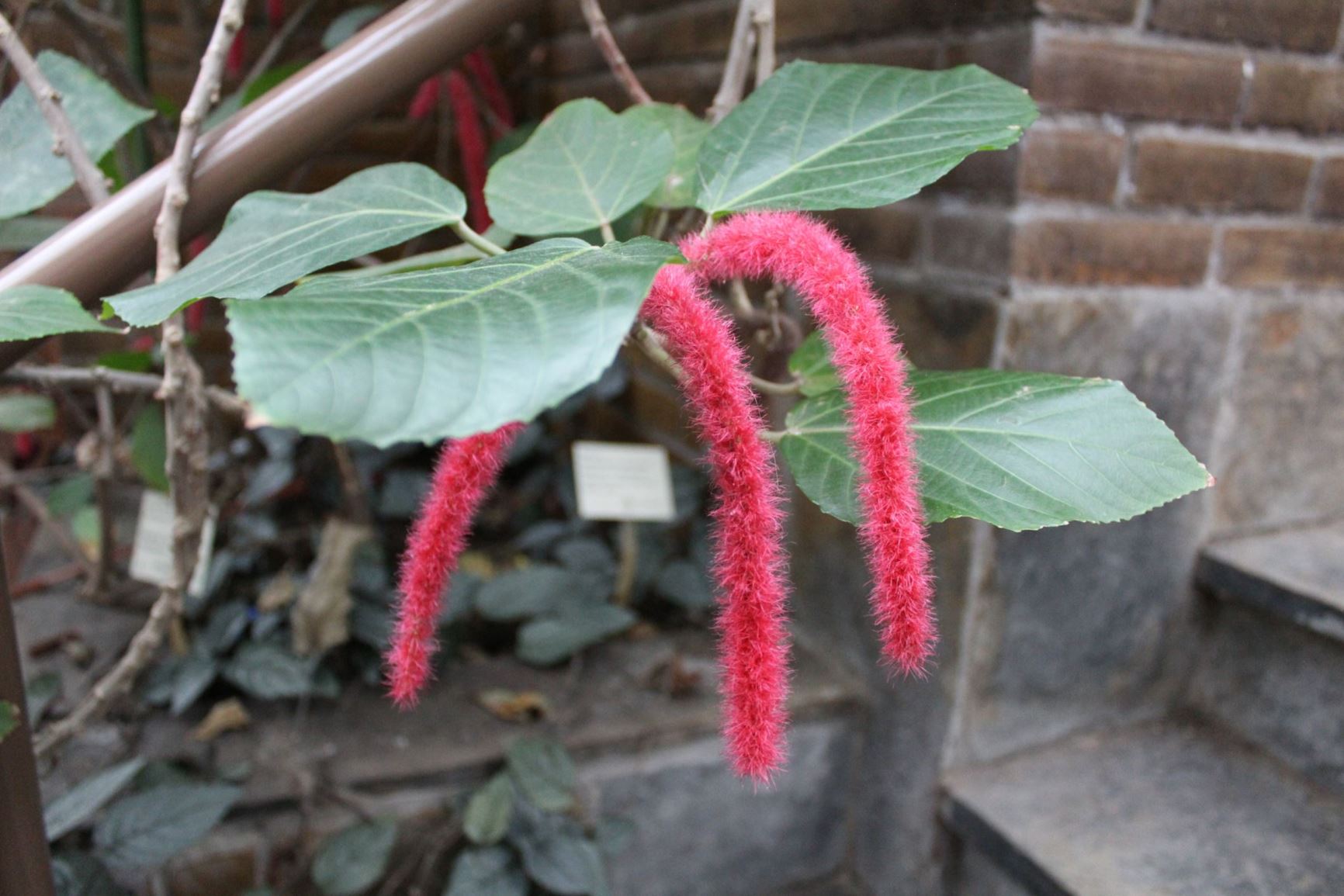 Acalypha hispida - Tropische kattenstaart, Chenilleplant, Chenille plant,  Red Hot Cat's Tail