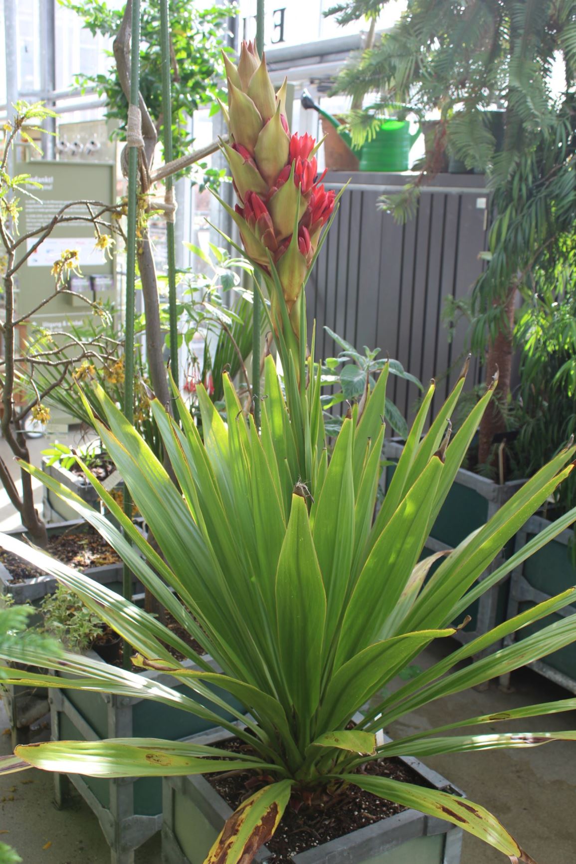 Doryanthes palmeri - Giant spear lily, Queensland palm lily