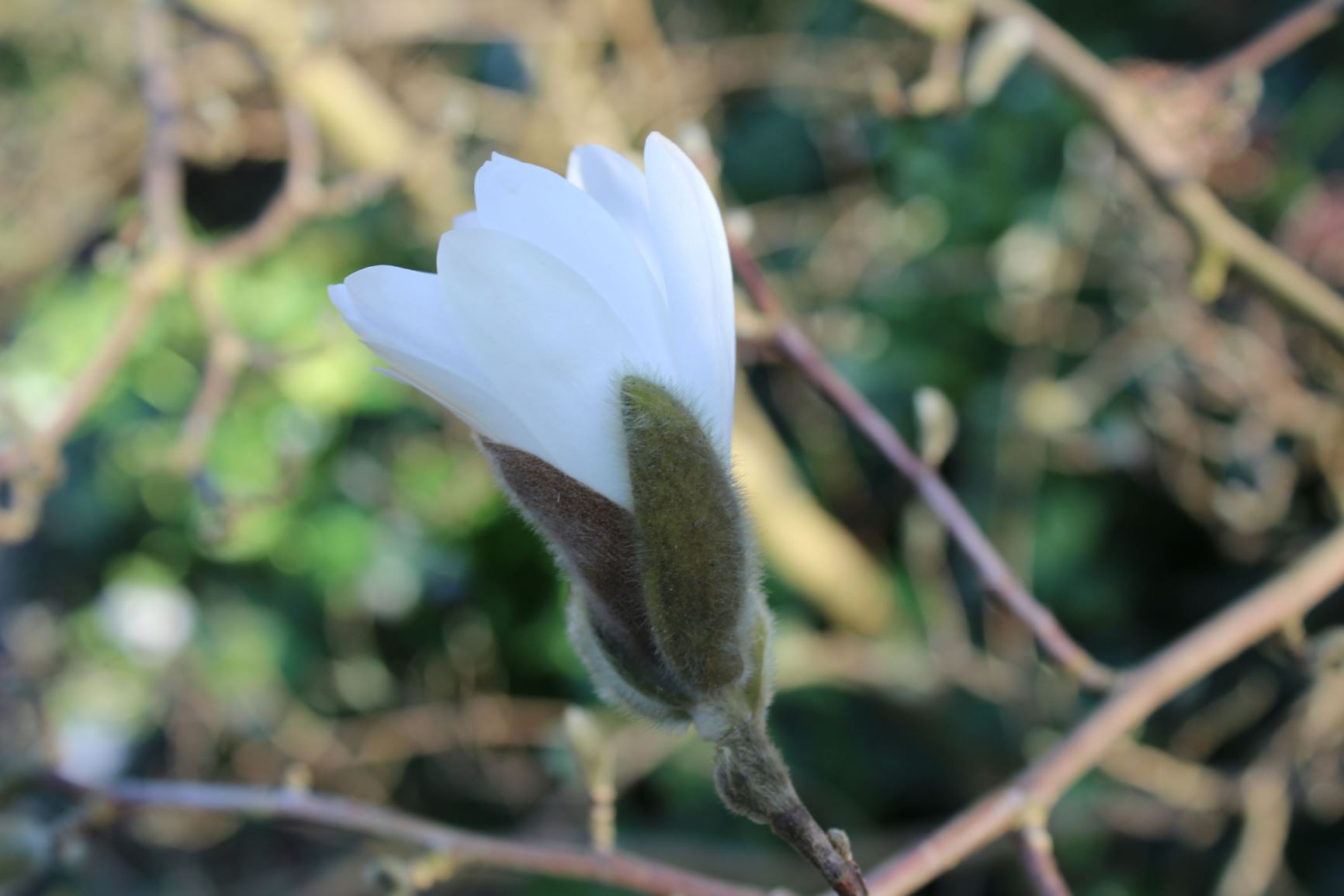 Magnolia stellata - Stermagnolia, Star magnolia