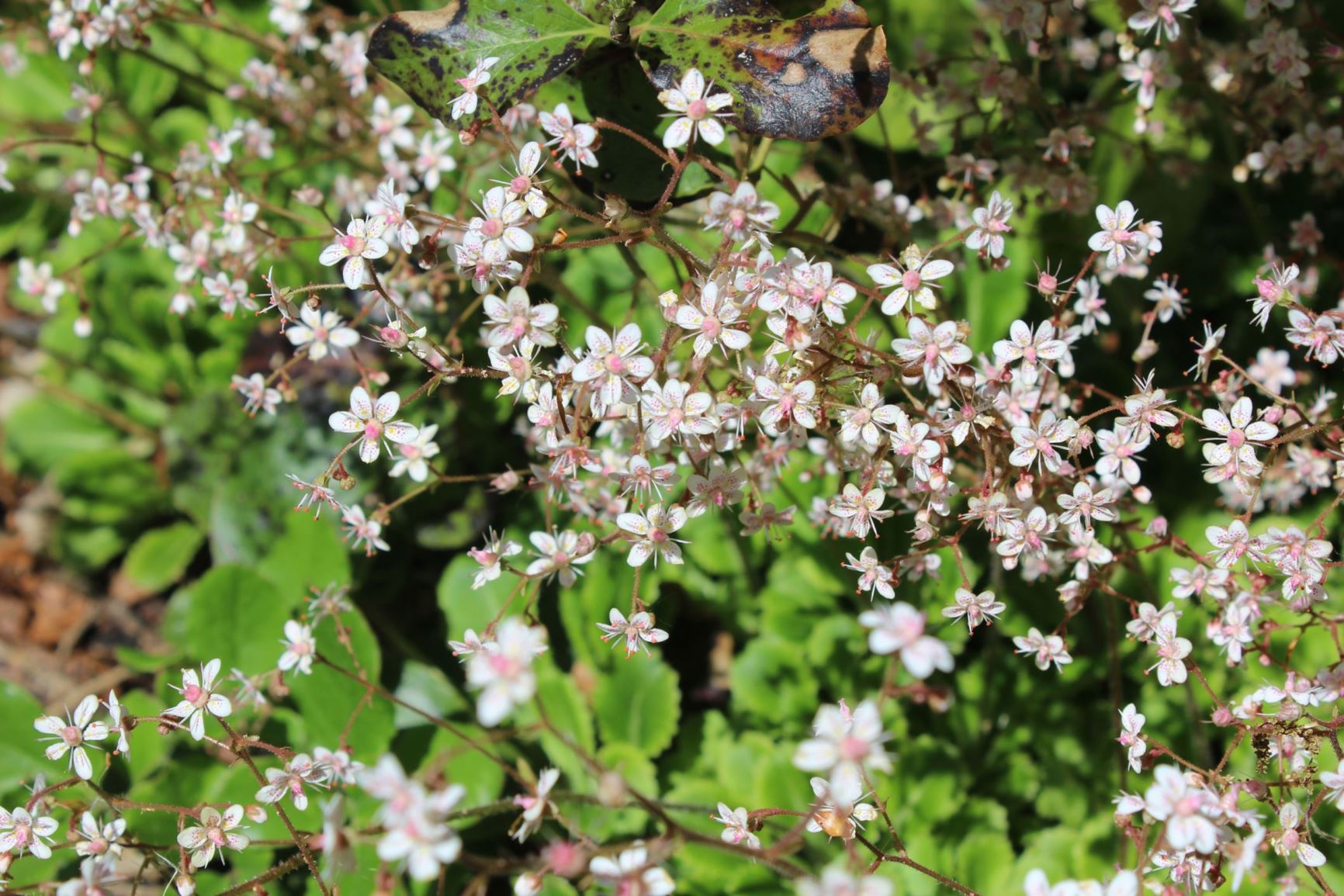 Saxifraga × urbium