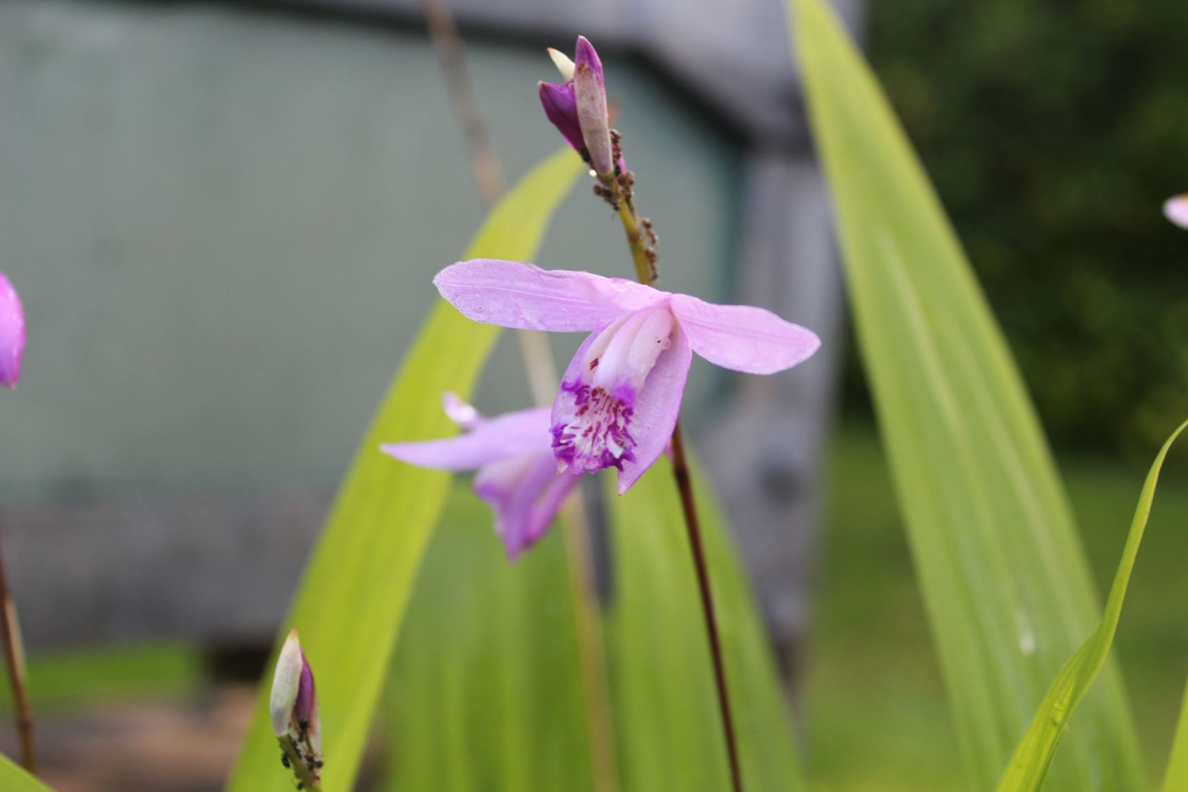 Bletilla striata - urn orchid, シラン shi-ran, 白及 bai ji