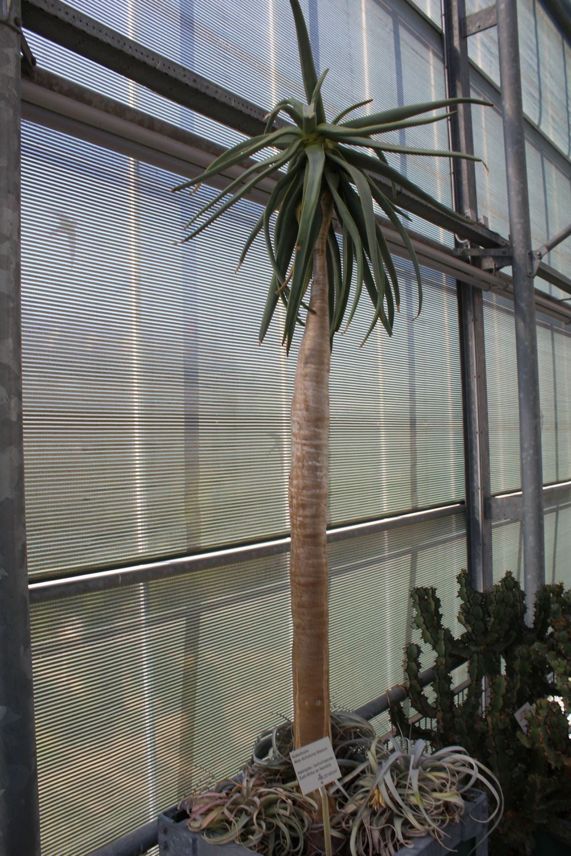 Aloe dichotoma - Kokerboom, Quiver tree
