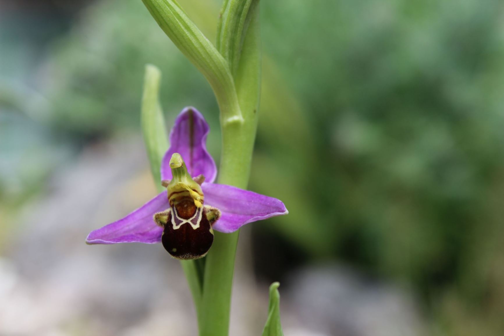 Ophrys apifera - Bijenorchis, Bee orchid, Ophrys abeille