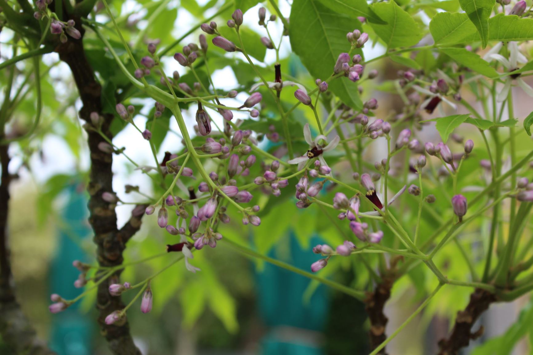Melia azedarach - Chinaberry, Persian lilac, Pride of India, Bead tree,
