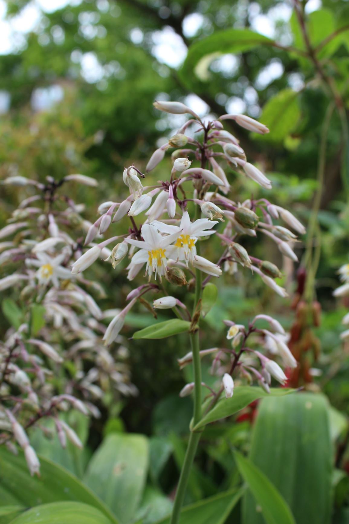 Arthropodium cirratum - New Zealand rock lily, rengarenga, maikaika