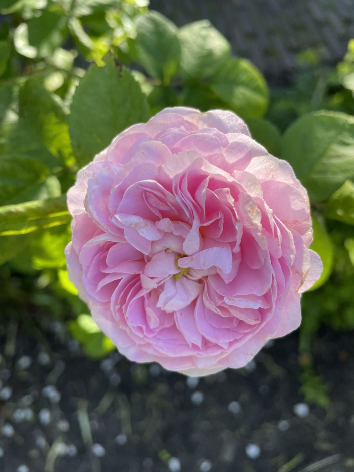 Rosa gallica 'Duchesse de Montebello'
