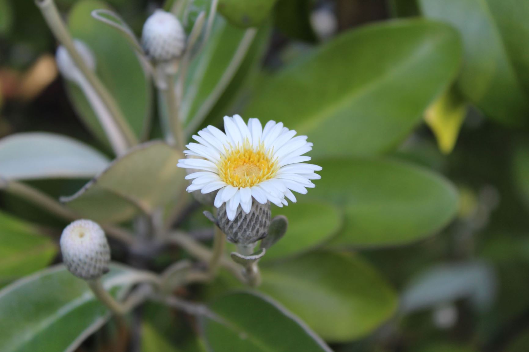 Pachystegia insignis - Marlborough rock daisy