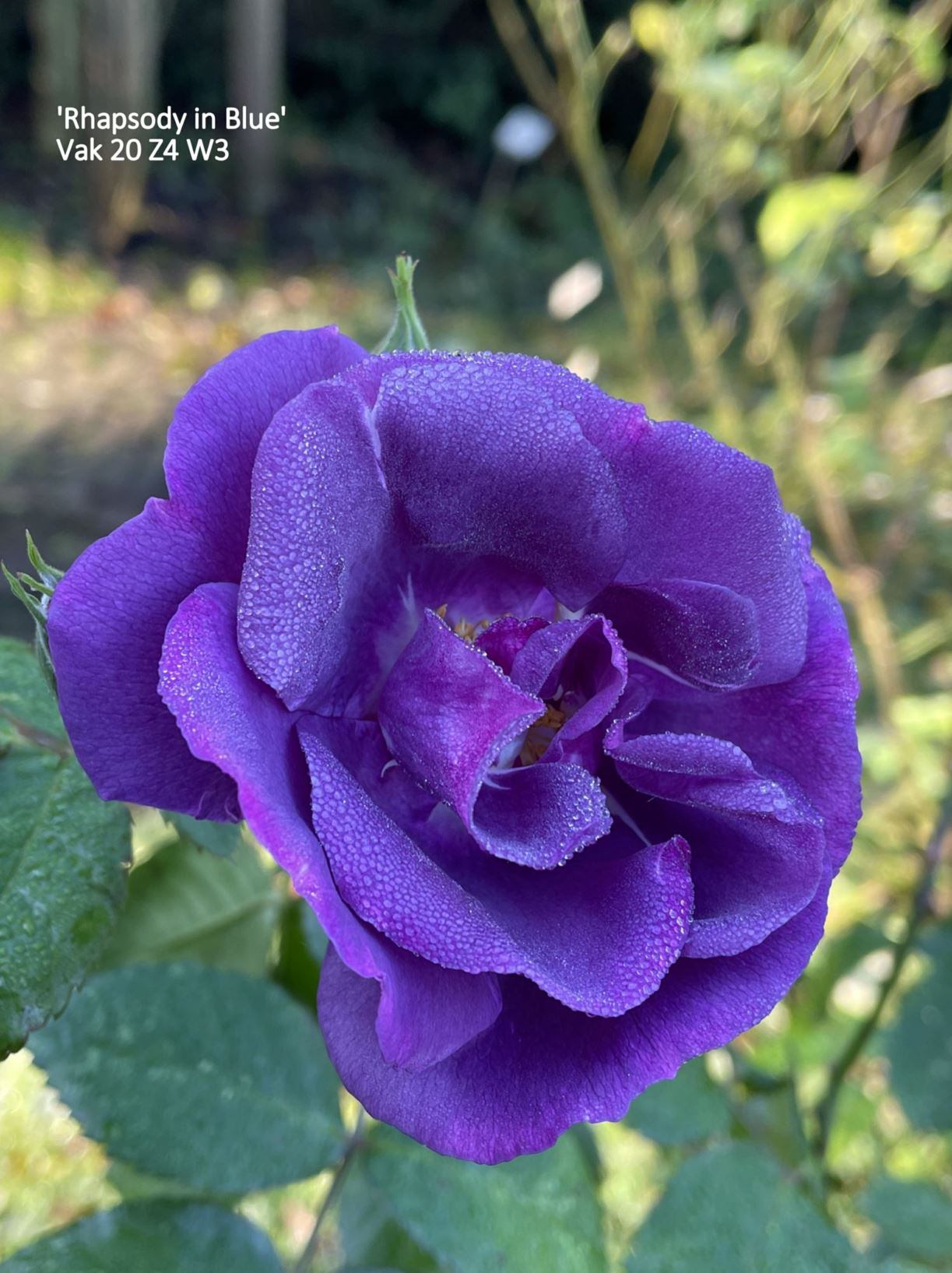 Rosa 'Rhapsody in Blue'
