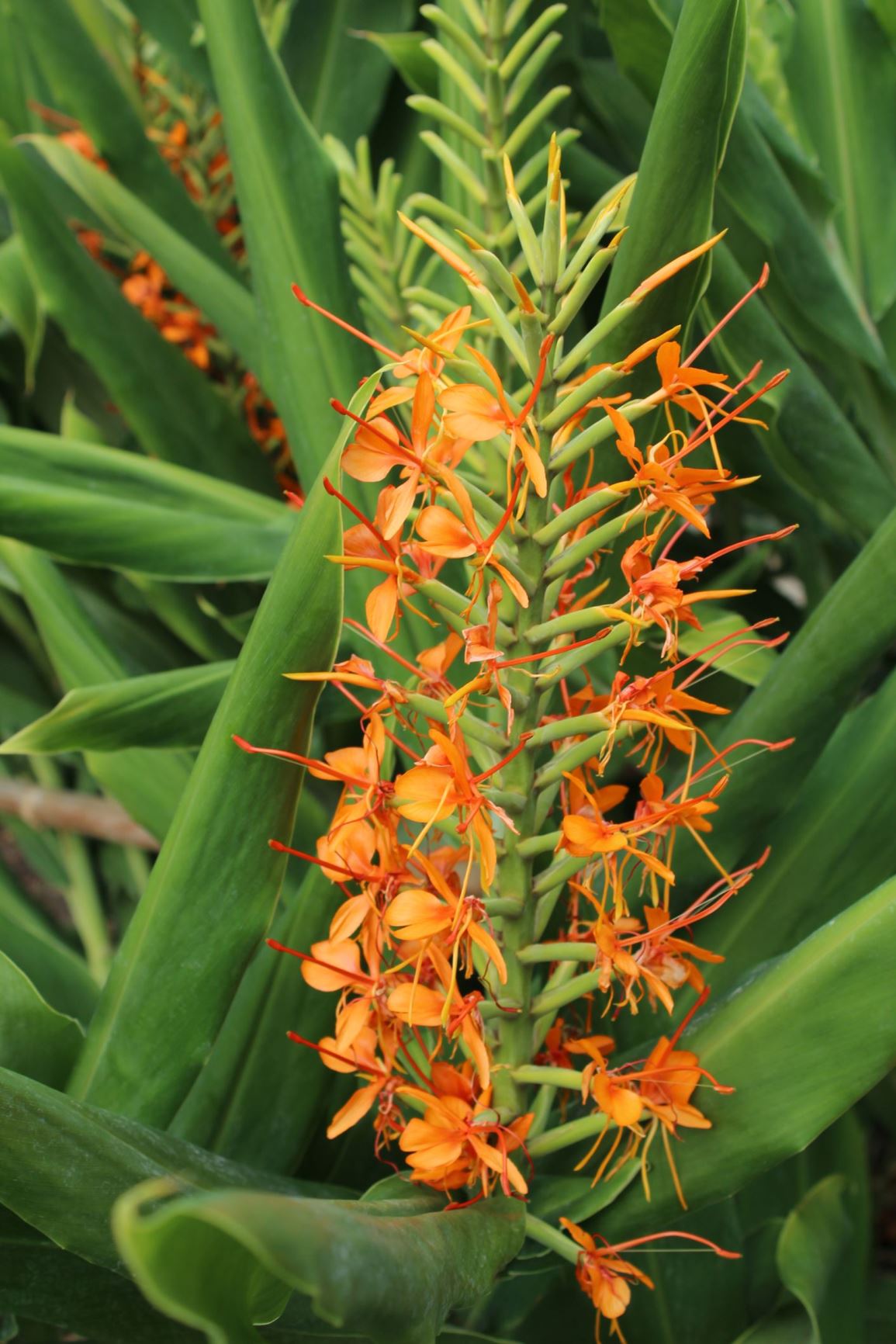 Hedychium coccineum - Red ginger lily, Scarlet ginger lily, 红姜花 hong jiang hua