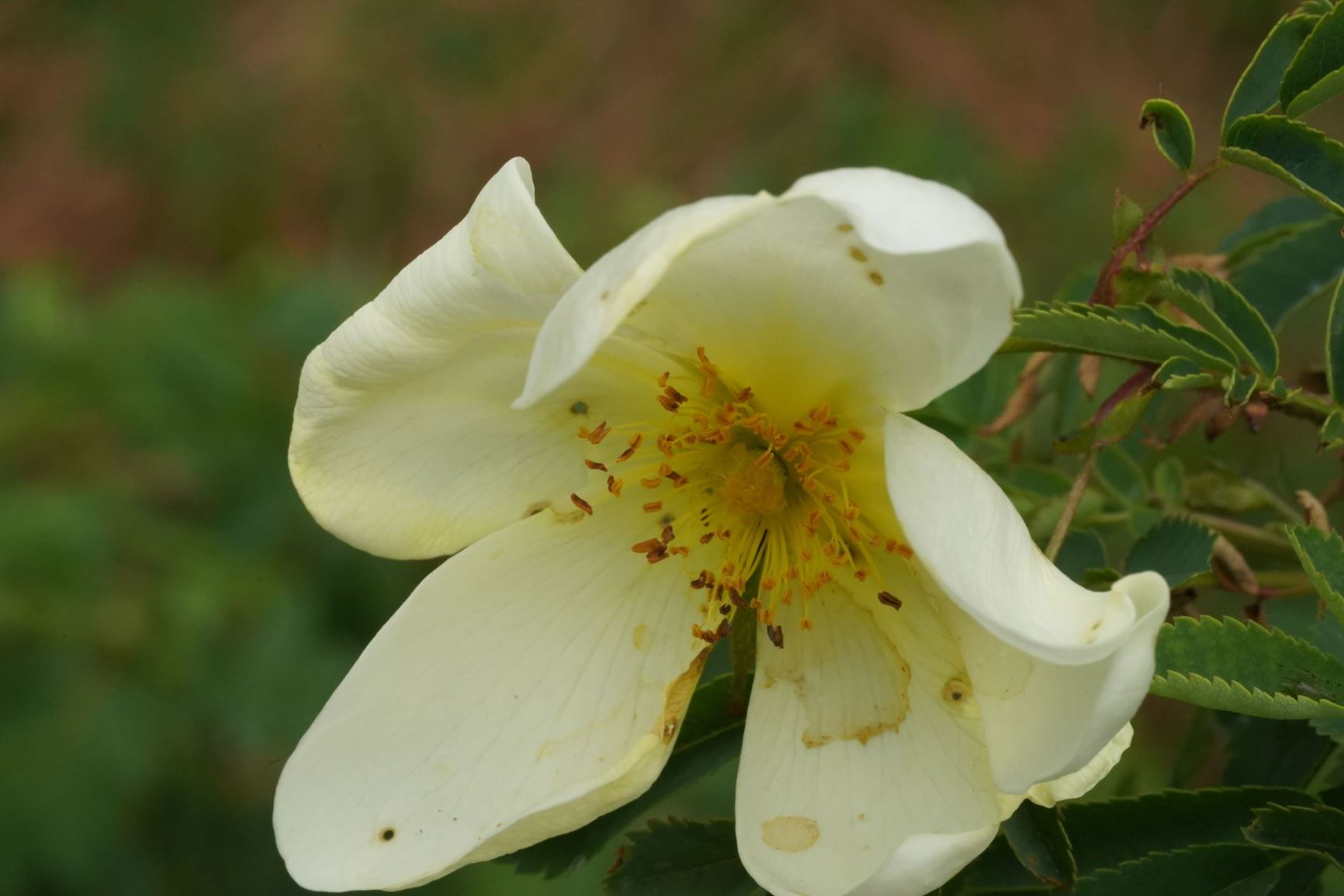 Rosa spinosissima - Duinroosje, Burnet Rose, Scotch Briar