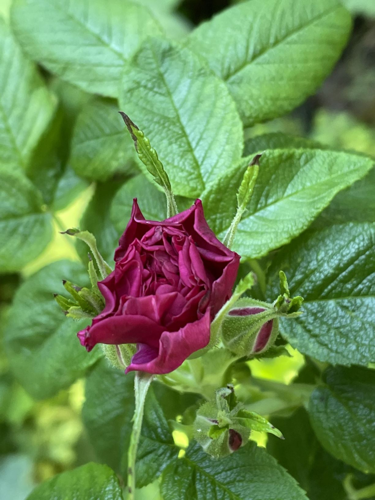 Rosa 'Roseraie de L'Hay'