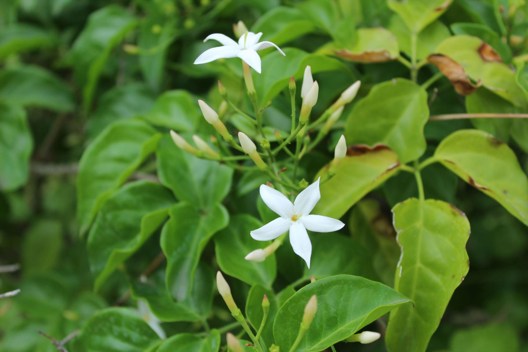 Jasminum azoricum - Lemon-scented jasmine