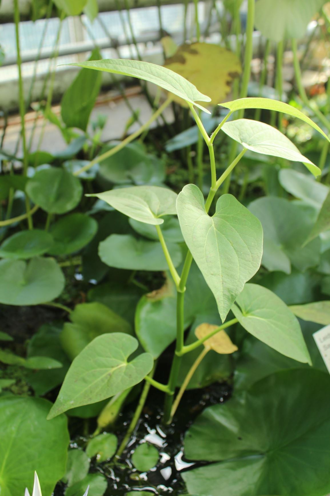 Saururus cernuus - Leids plantje, Swamp lily