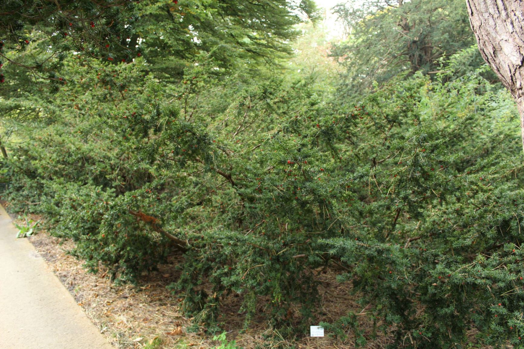 Taxus cuspidata var. nana - Japanse venijnboom, Japanese Yew