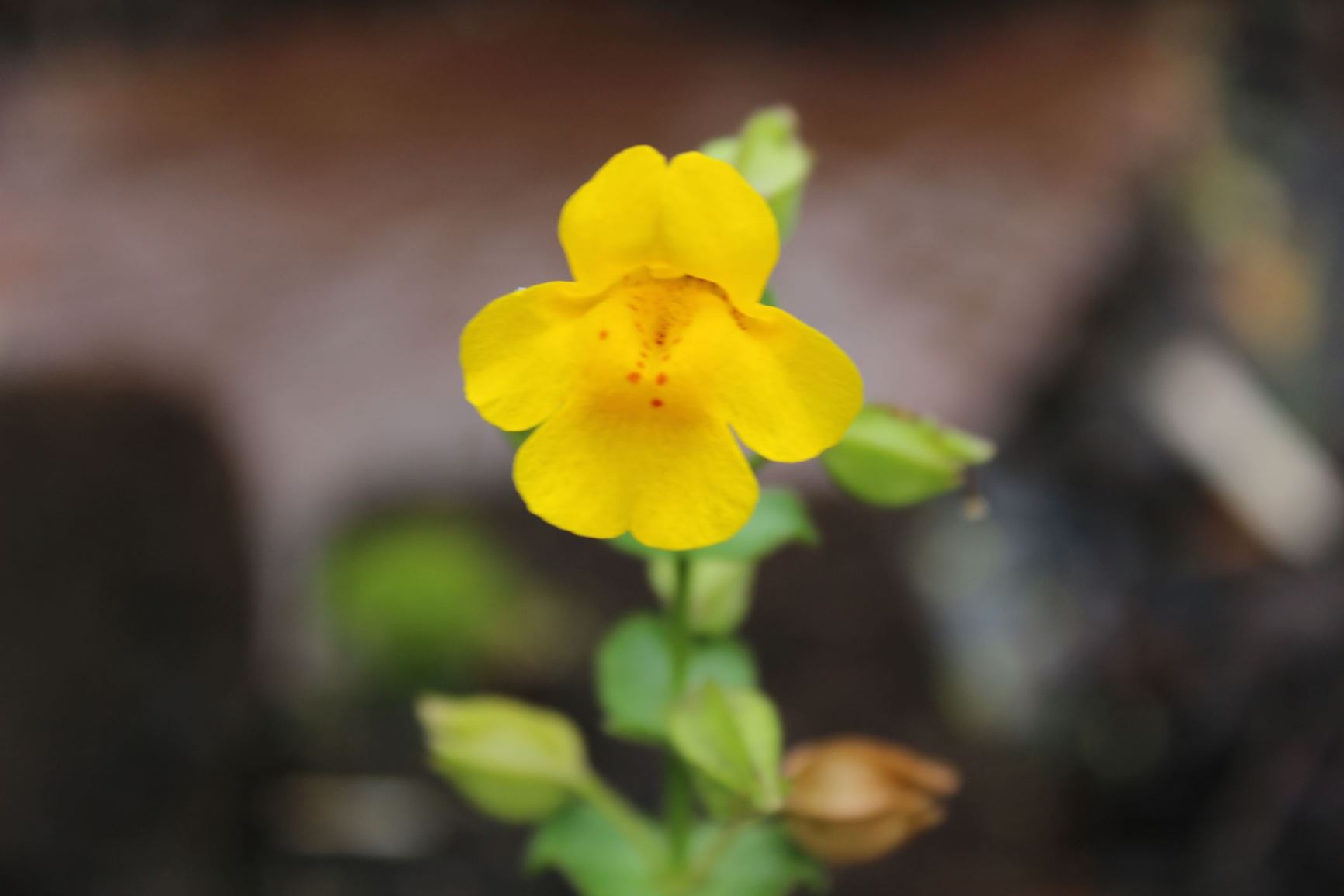 Erythranthe guttata - Gele maskerbloem, Seep monkeyflower