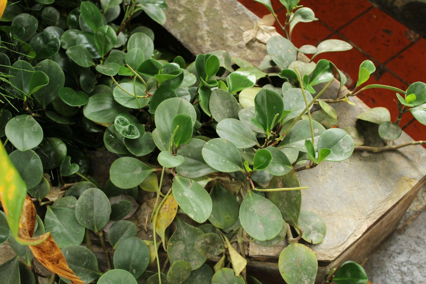 Peperomia obtusifolia var. variegata