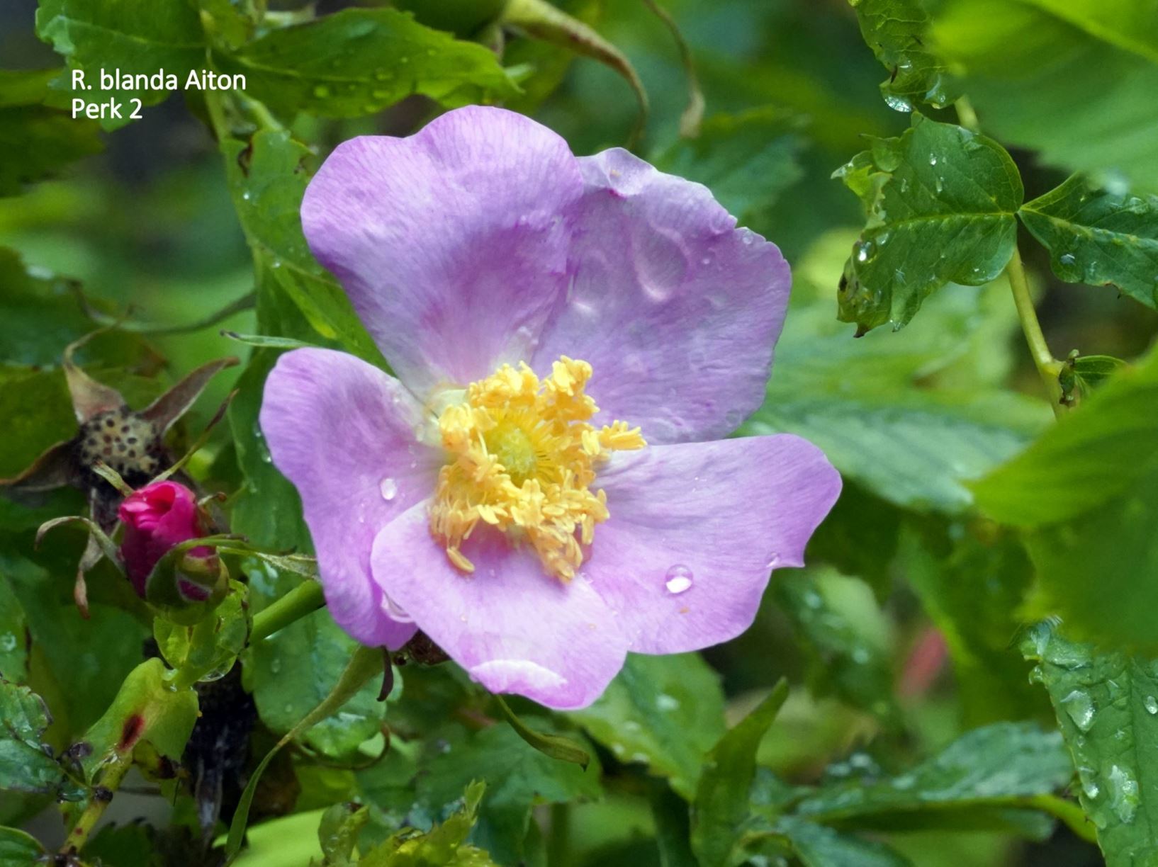 Rosa blanda - Esbladige roos; Smooth Rose, Meadow Rose, Hudson Bay Rose, Labrador Rose, Smooth rose, meadow/wild rose, or prairie rose
