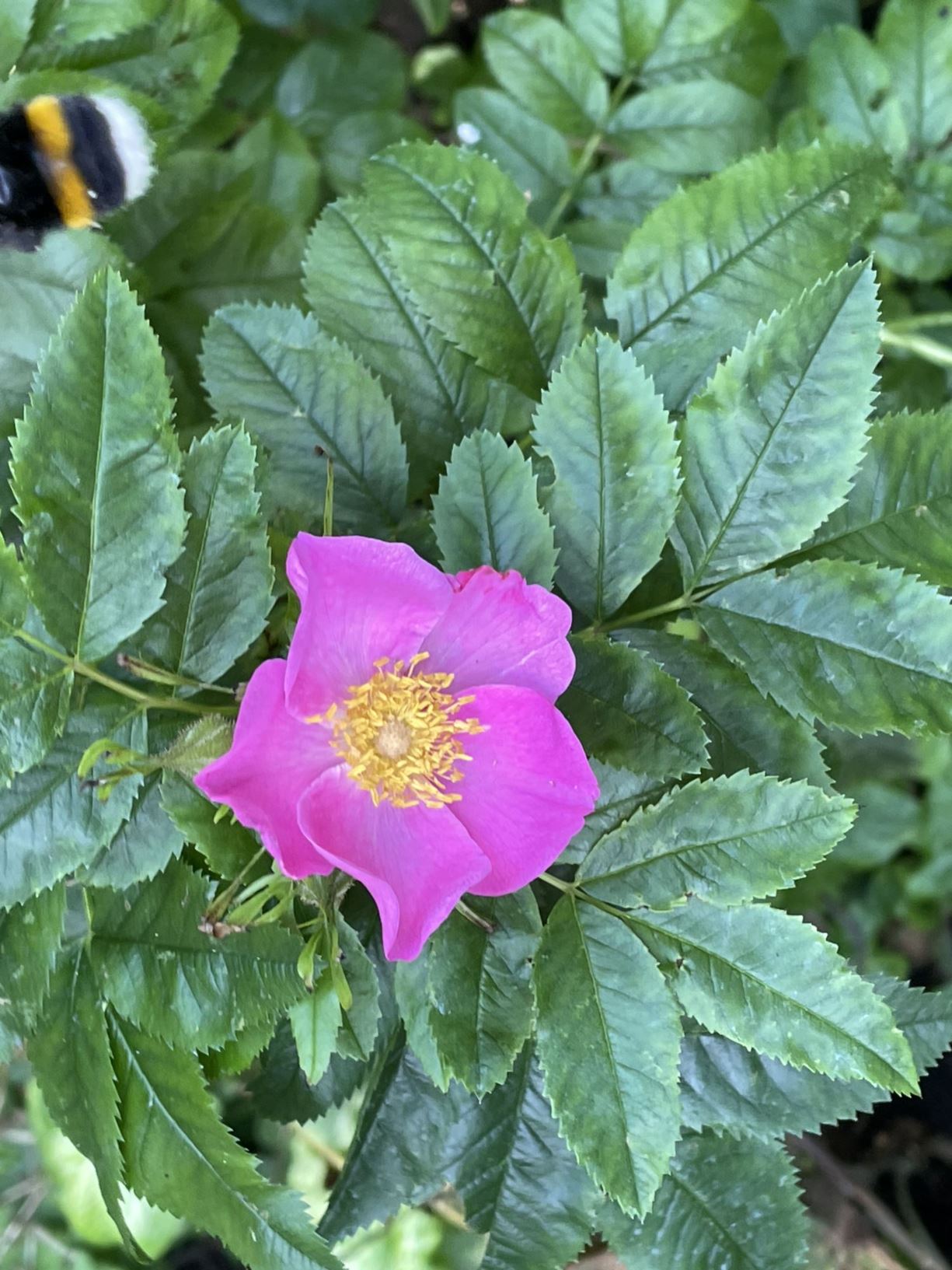 Rosa virginiana - Virginische roos, Virginia rose