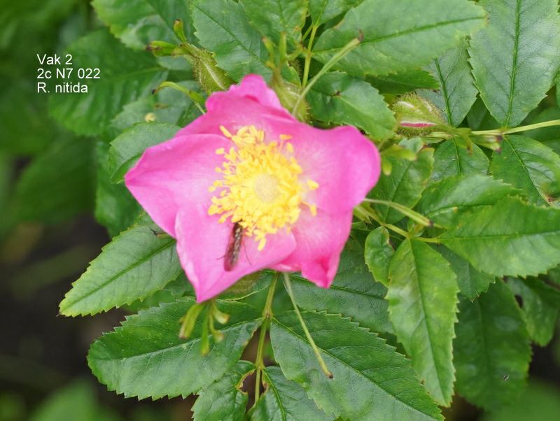 Rosa nitida - Glansroos, Shining rose