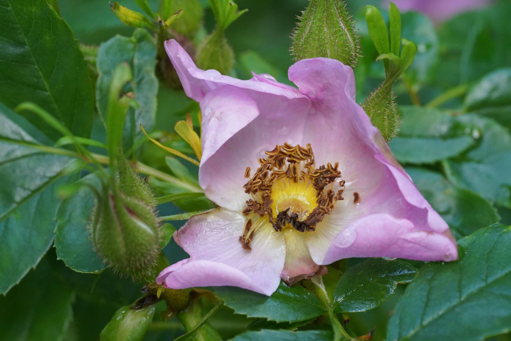 Rosa palustris - Moerasroos, The Swamp Rose
