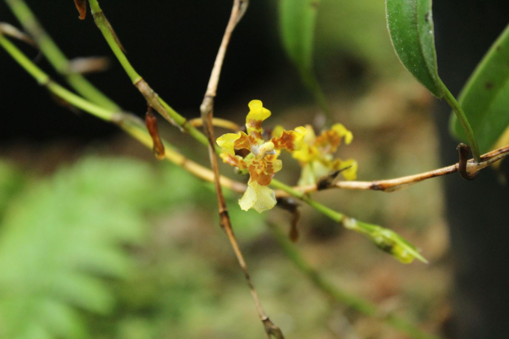 Oncidium sphacelatum - Popcorn orchid