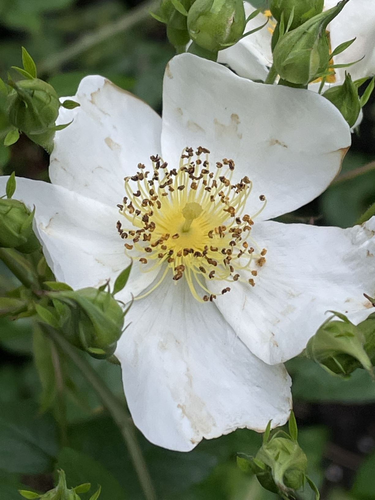 Rosa maximowicziana - 伞花蔷薇 san hua qiang wei