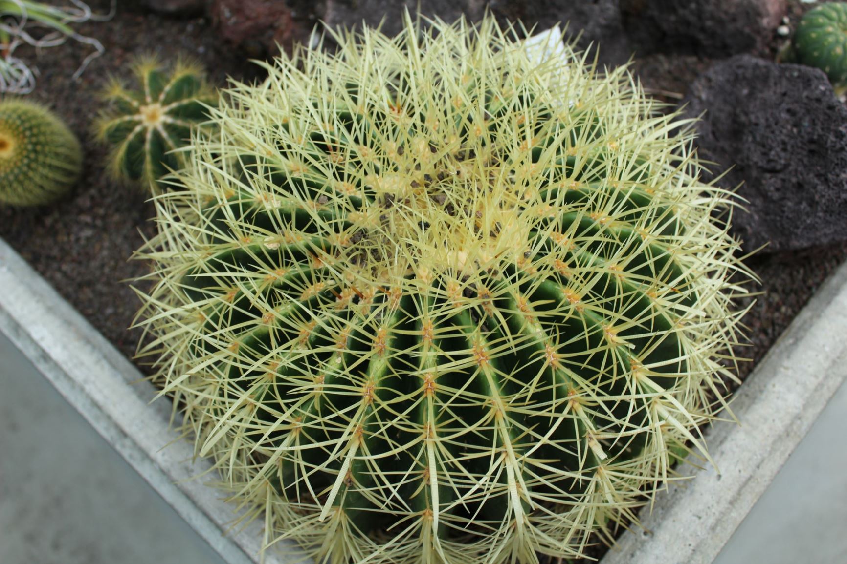 Echinocactus grusonii - Schoonmoedersstoel, Golden barrel cactus, golden ball, mother-in-law's cushion