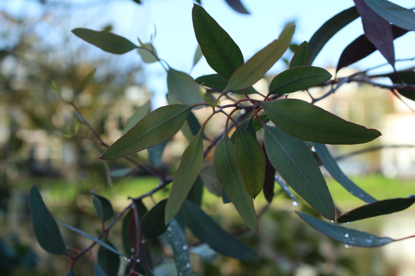 Eucalyptus sideroxylon 'Rosea' - Red Flowered Ironbark