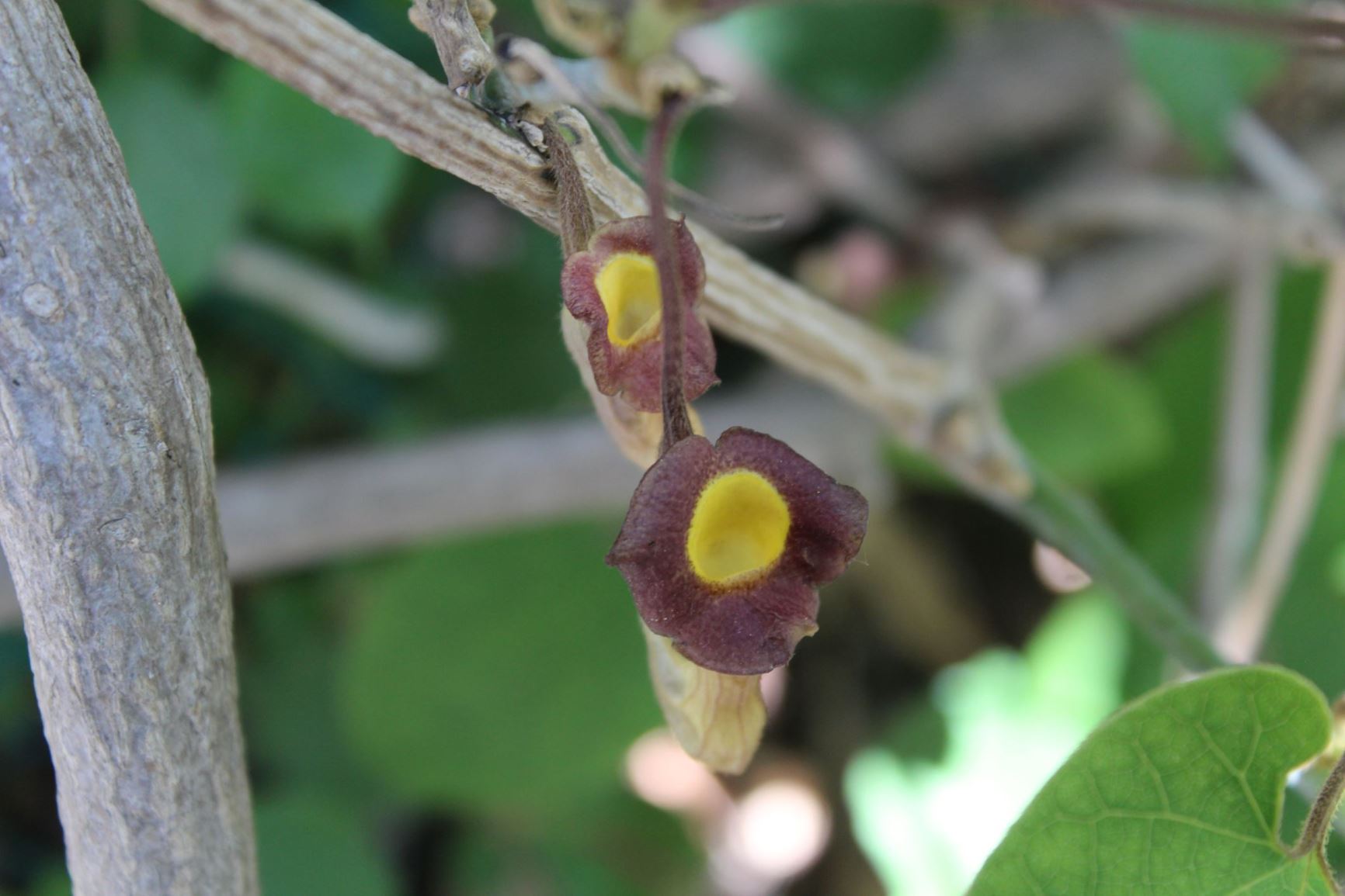 Aristolochia moupinensis - 淮通 huai tong
