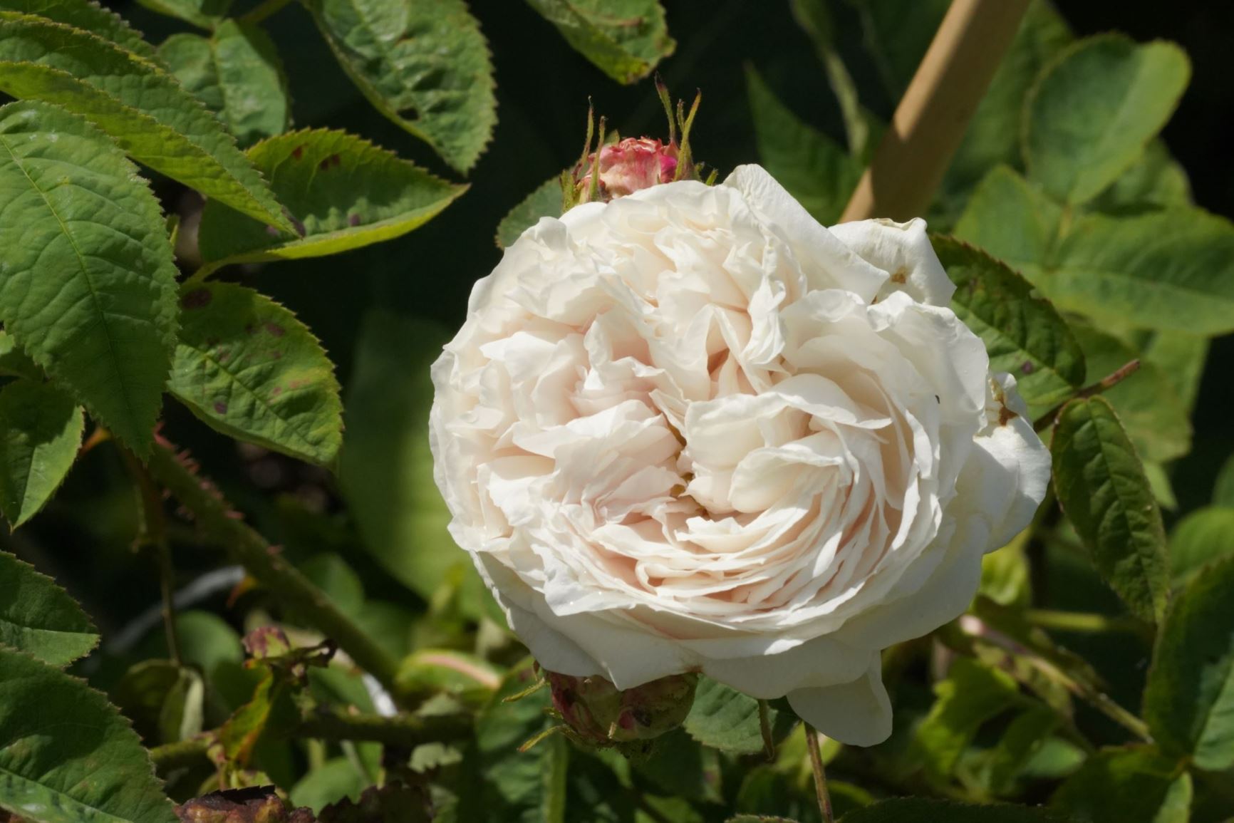 Rosa × centifolia - Honderdbladige roos, Cabbage rose