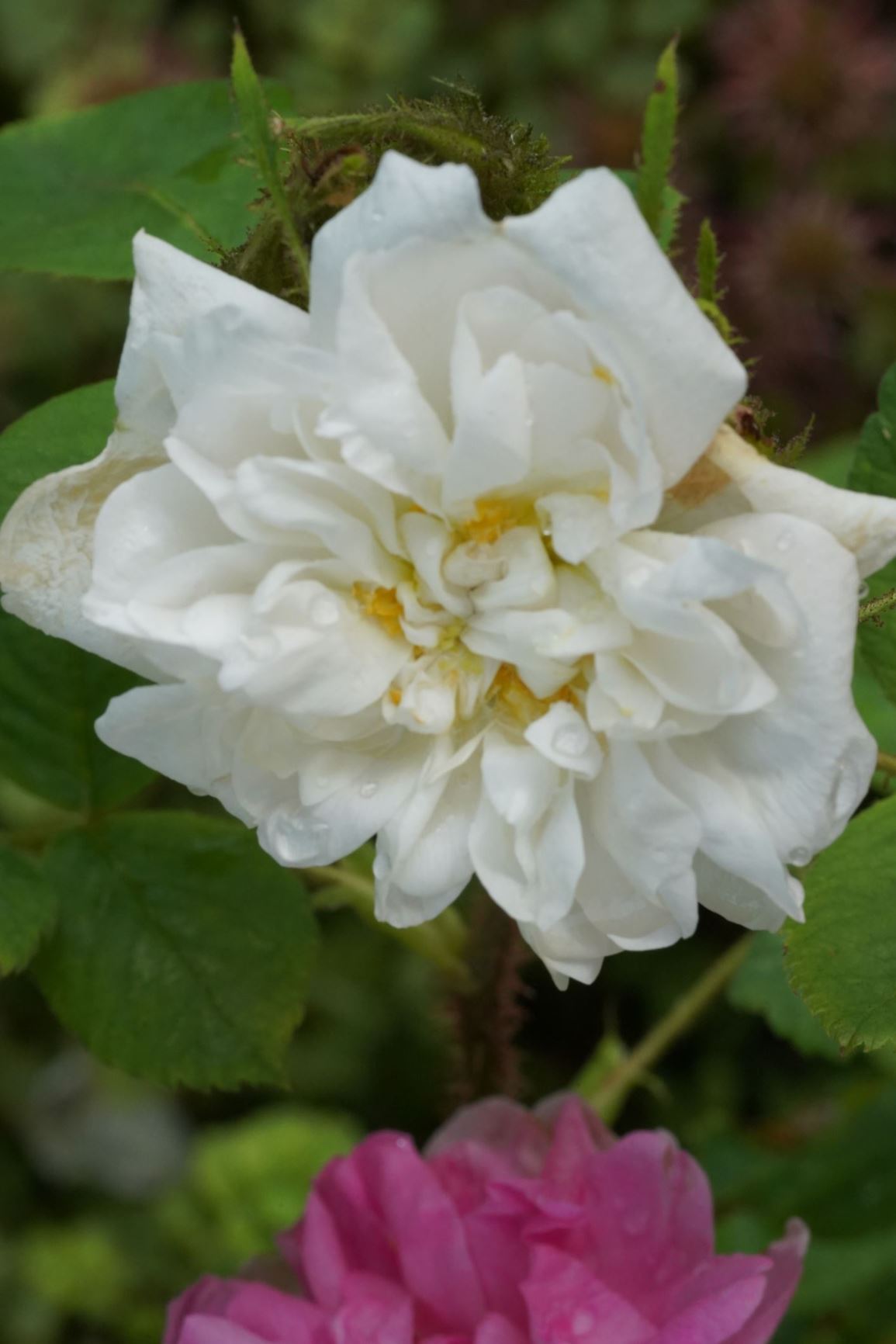 Rosa × centifolia 'Muscosa Alba' - mosroos