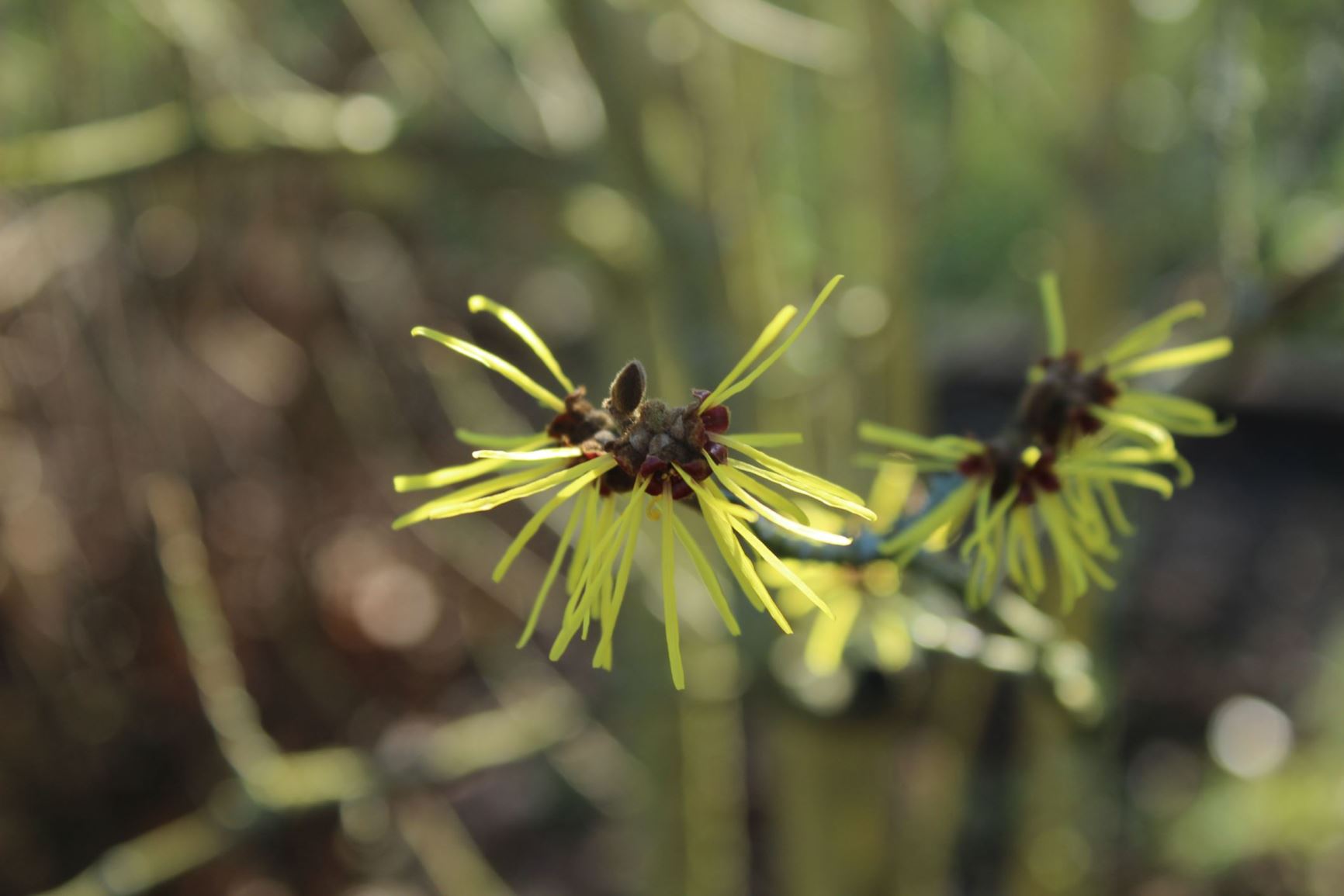 Hamamelis × intermedia - Toverhazelaar, Hybrid witch hazel