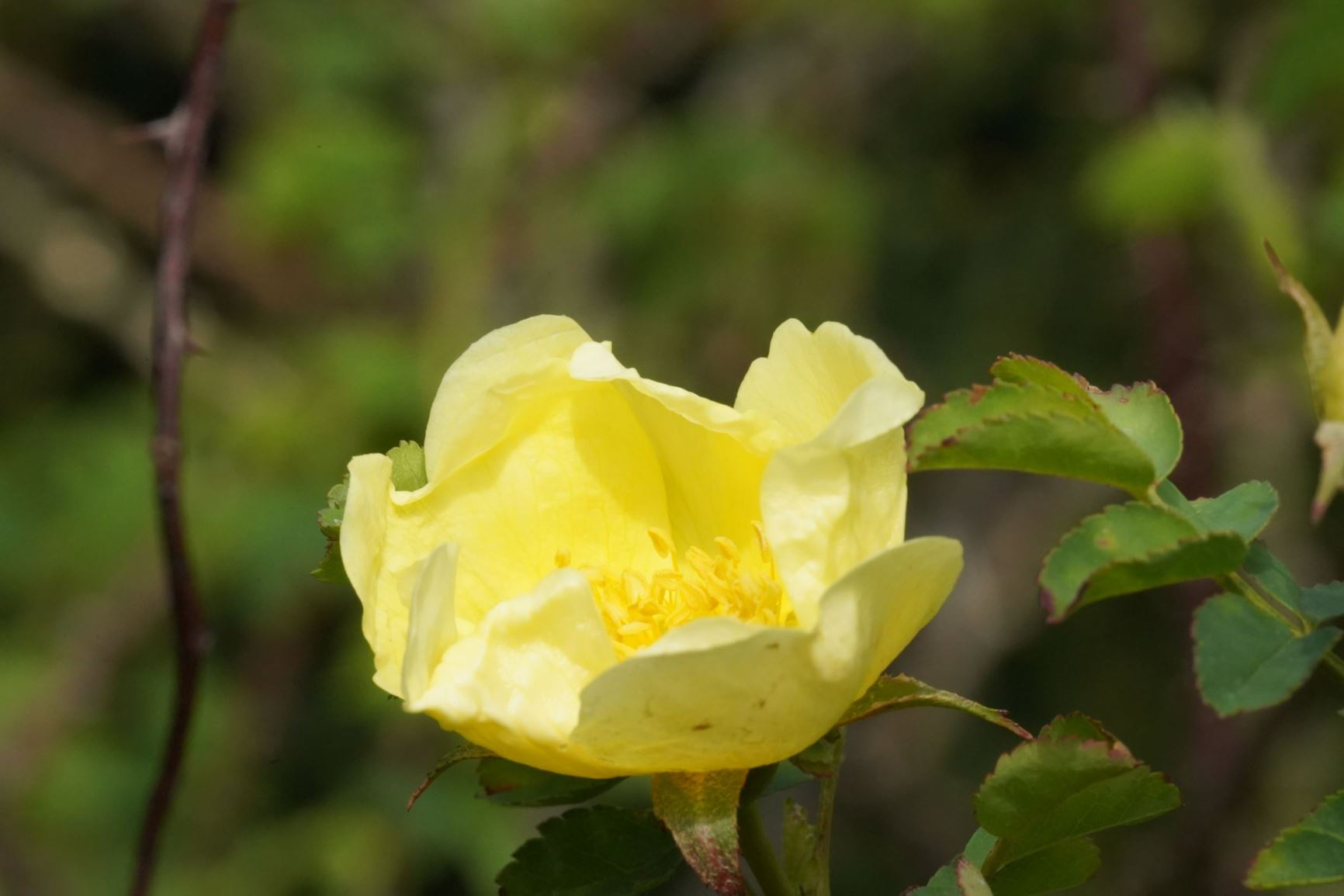Rosa hugonis - Chinese goudroos, Golden Rose of China, Father Hugo's Rose, 黄蔷薇 huang qiang wei