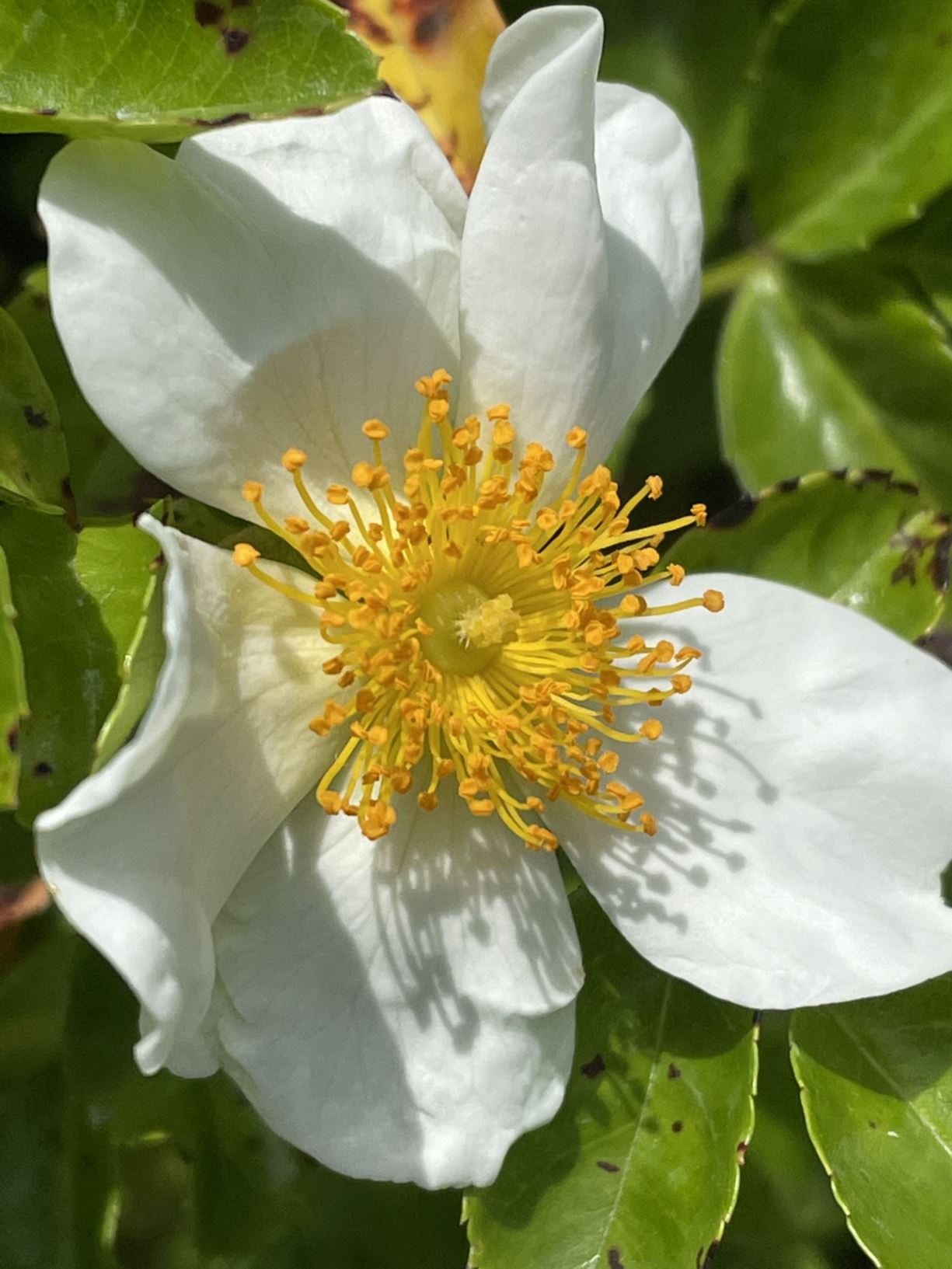 Rosa wichuraiana - Himalayan Musk Rose