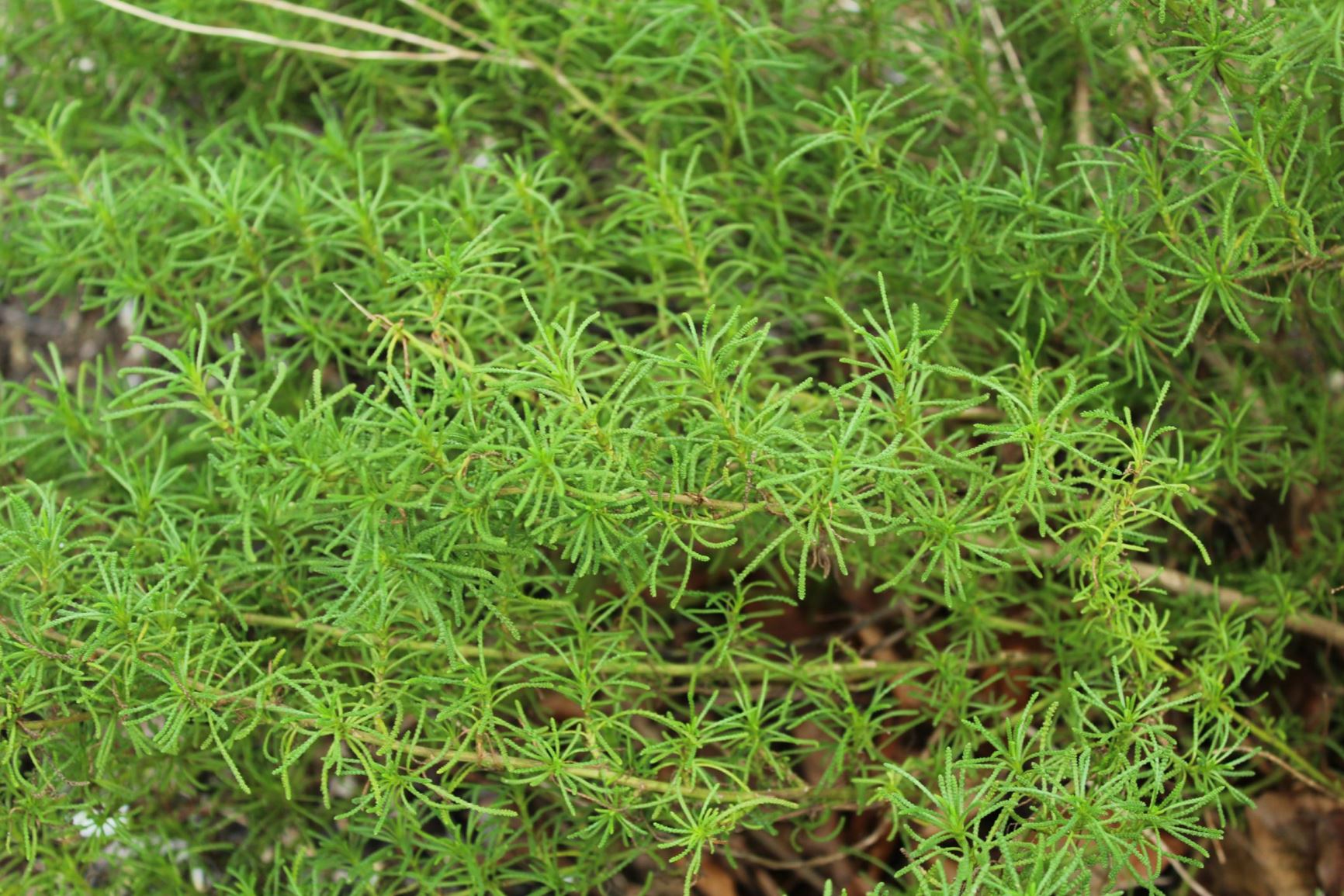 Santolina rosmarinifolia - Heiligenbloem, Cipressenkruid, Holy flax