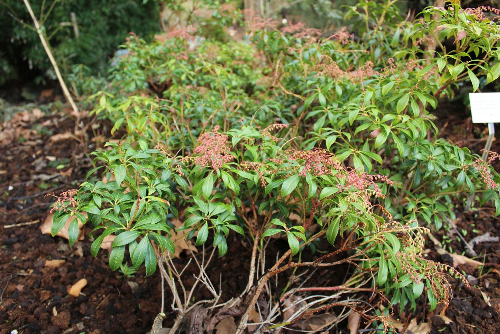 Pieris japonica - Rotsheide, Lily of the valley bush, 马醉木 ma zui mu