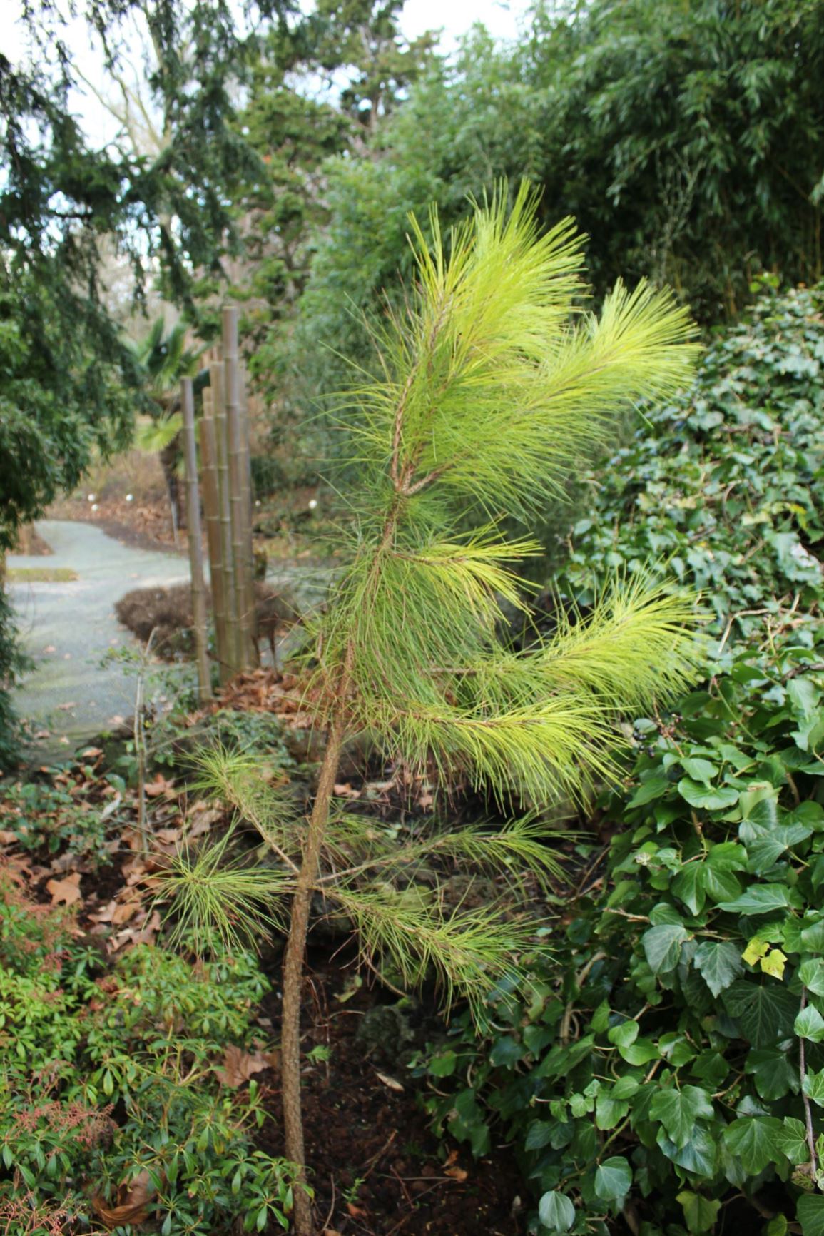 Pinus hwangshanensis - Huangshan Pine, 黄山松 huangshan song