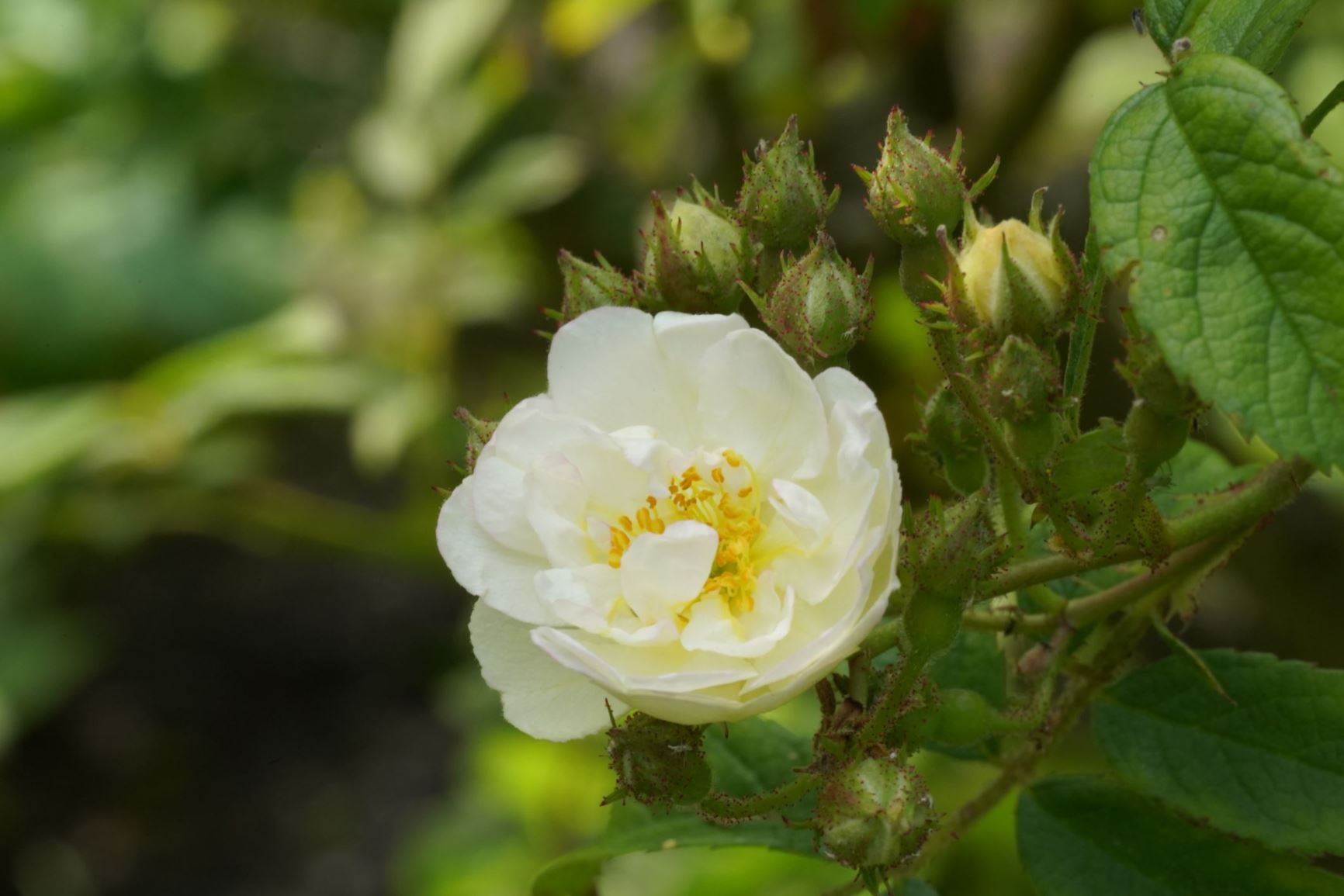 Rosa multiflora var. cathayensis - 粉团蔷薇 fen tuan qiang wei