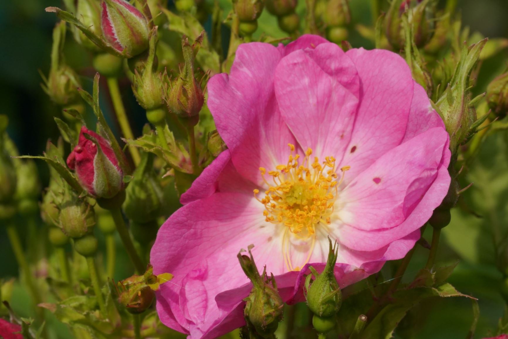 Rosa multiflora var. platyphylla - Seven Sisters Rose