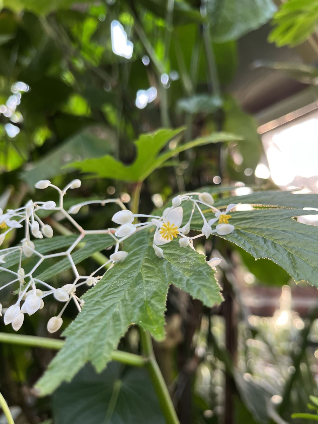 Begonia gardneri