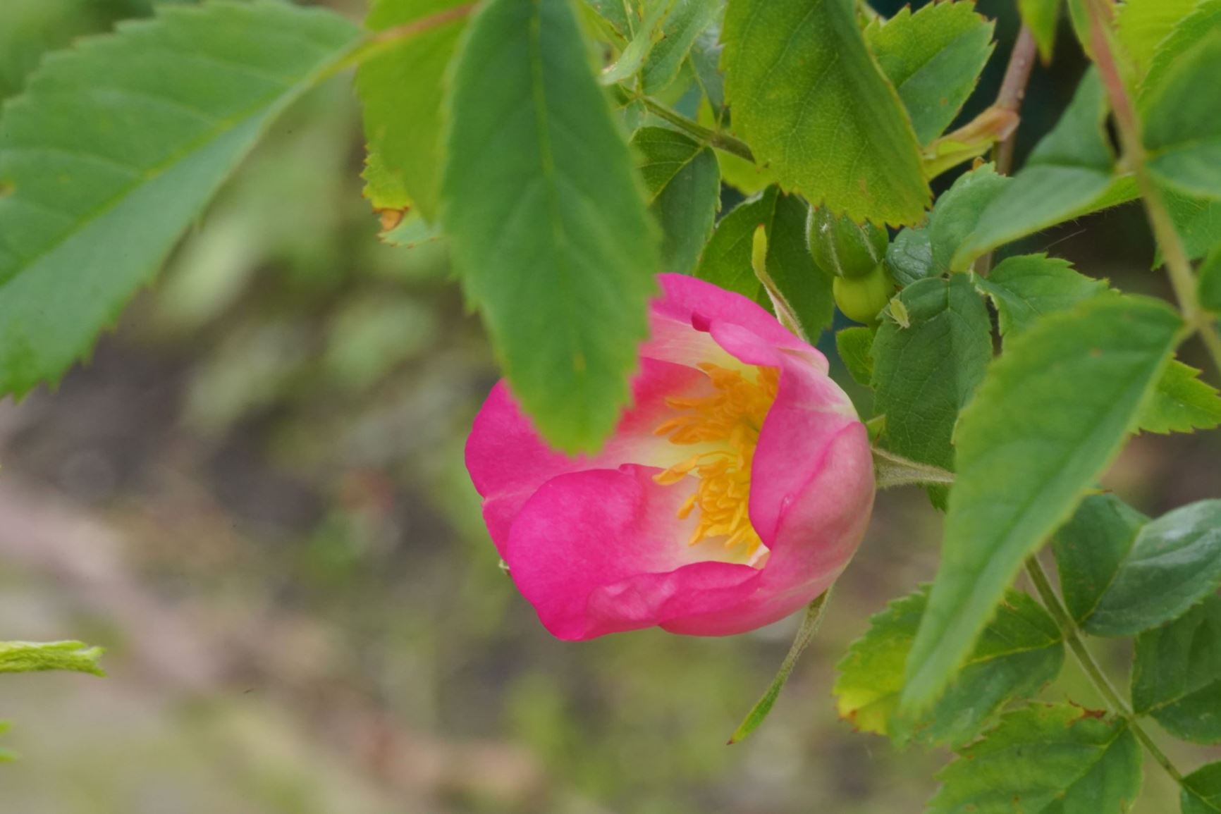 Rosa acicularis subsp. acicularis - Naaldroos, Arctic rose