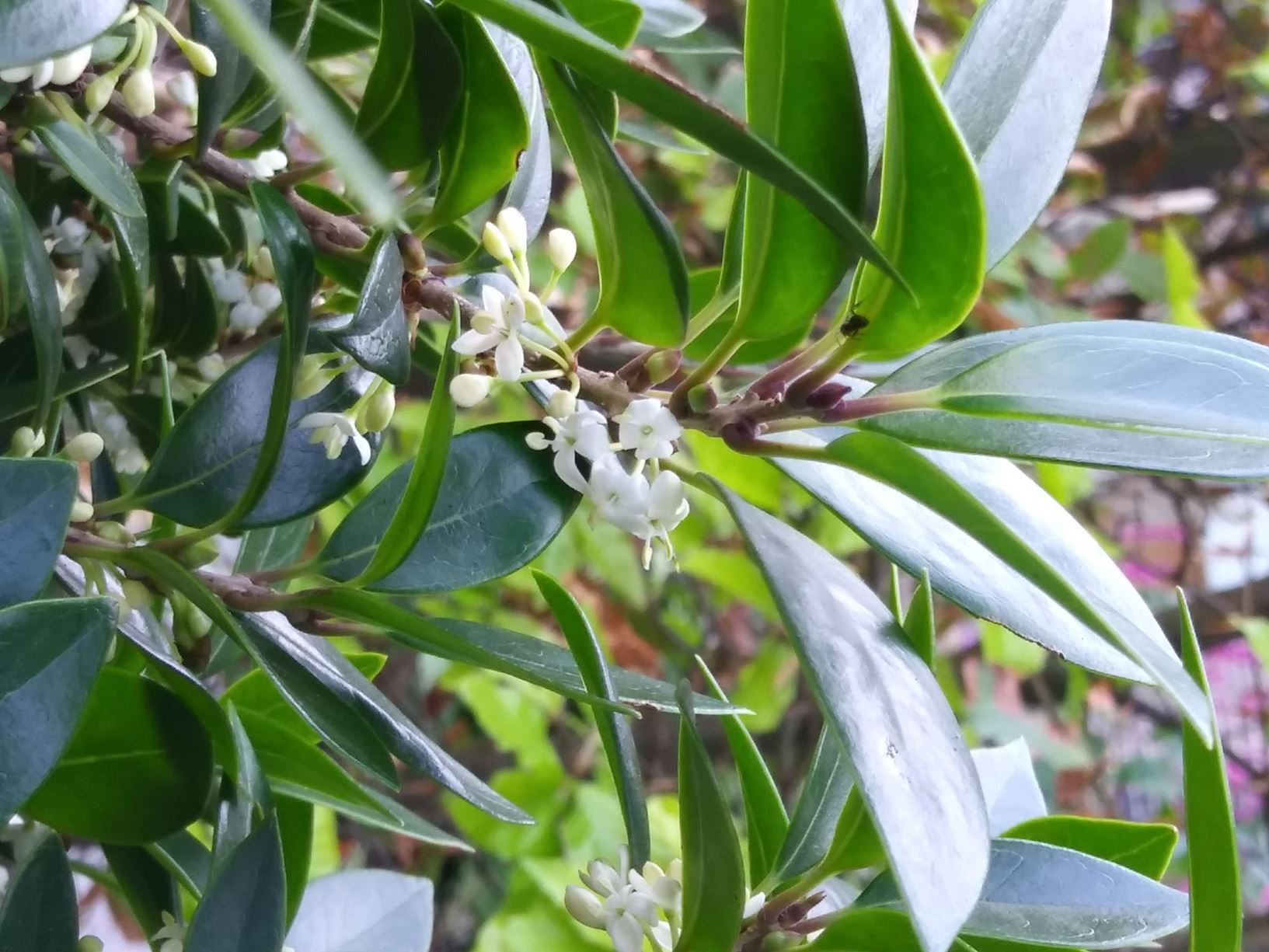 Phillyrea latifolia - Green olive tree, mock privet