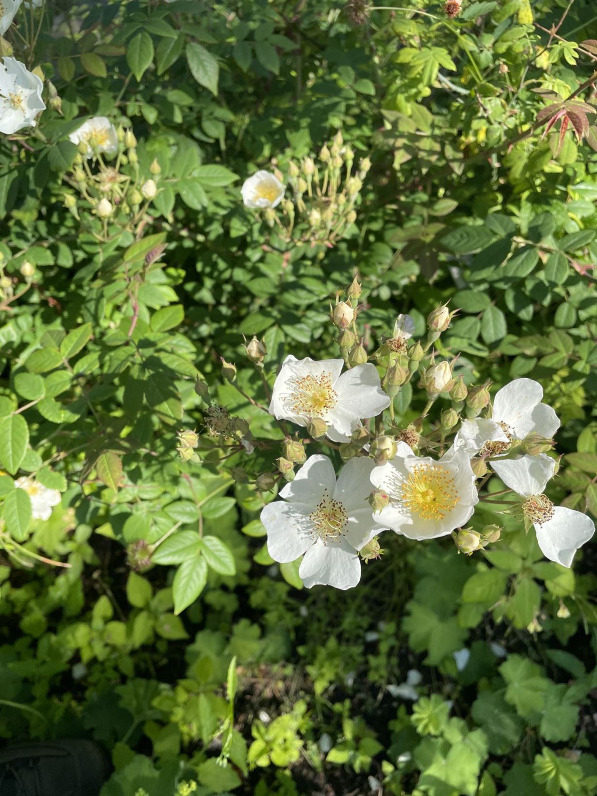 Rosa arvensis - Bosroos, akkerroos, Field rose, white-flowered trailing rose