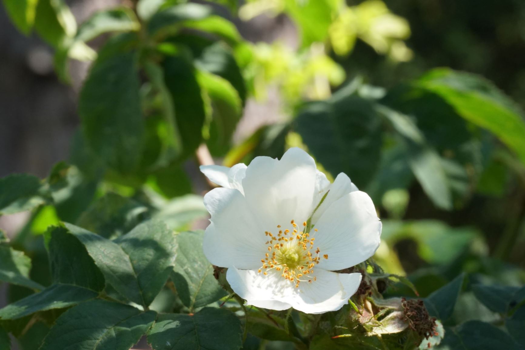 Rosa sherardii - Berijpte viltroos, Northern Downy Rose