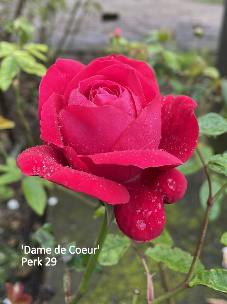 Rosa 'Dame de Coeur' - Grootbloemig roos, Theehybride, Hybrid tea rose