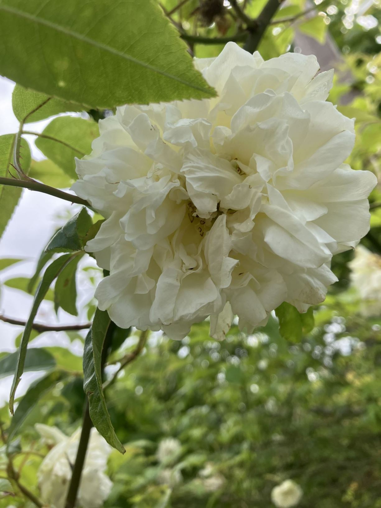 Rosa banksiae var. banksiae - Banksian rose, Banksia rose, 木香花(原变种) mu xiang hua (yuan bian zhong
