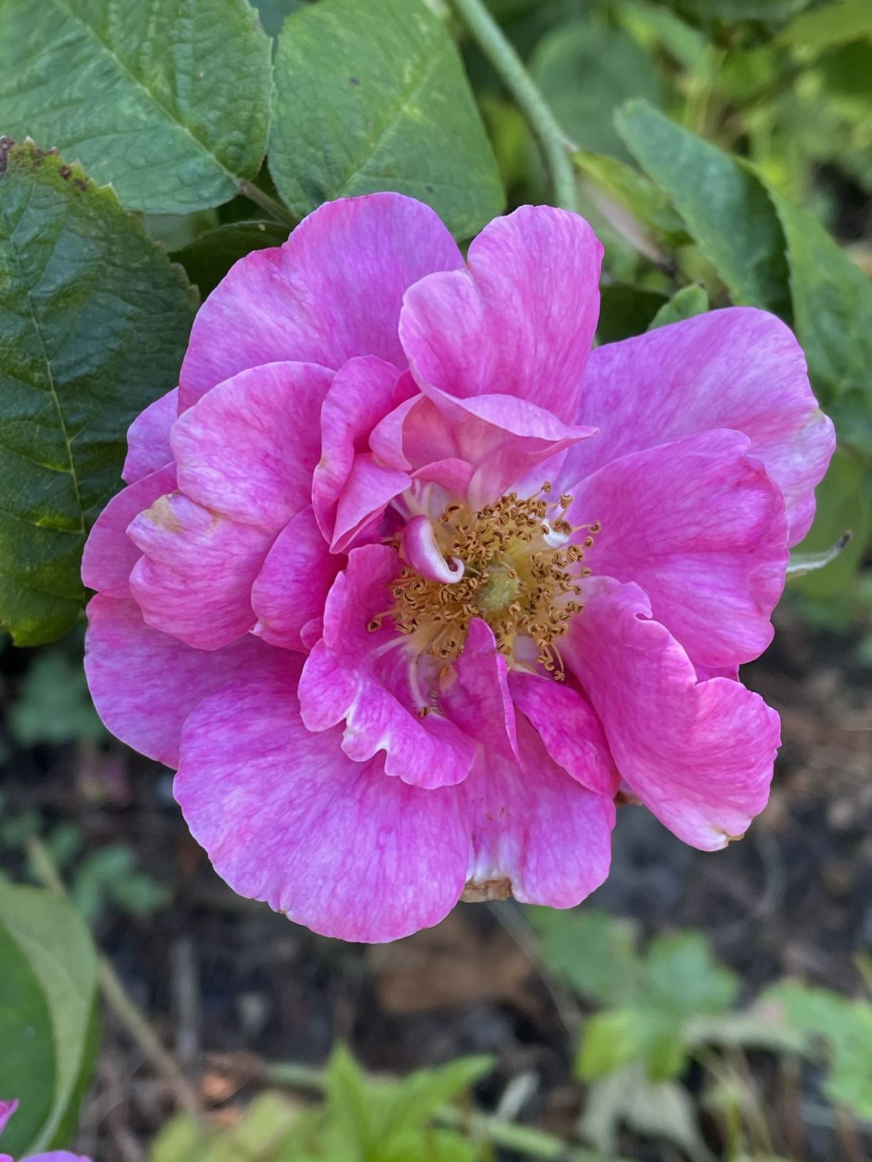 Rosa gallica 'Officinalis' - Apothekersroos, Apothecaries' rose; Officinal rose; Red rose of Lancaster